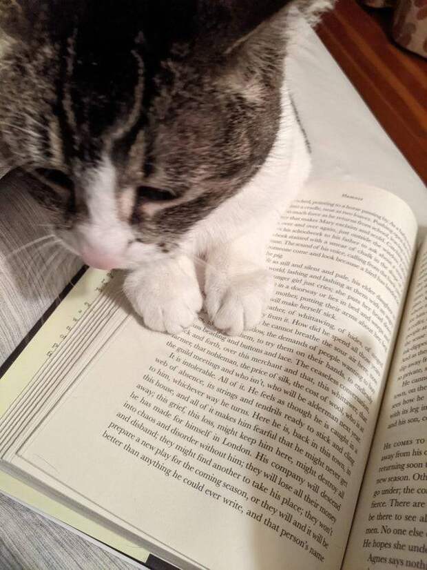 15 чудных котов, у которых своя атмосфера