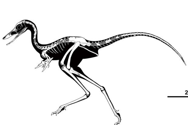 CretRes: 90 млн лет назад в Патагонии обитали быстрые динозавры-бегуны