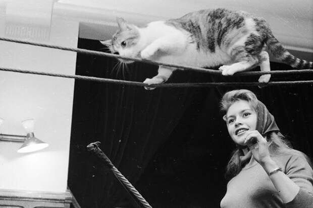 30 ретро-фотографий знаменитостей, позирующих с любимыми кошками