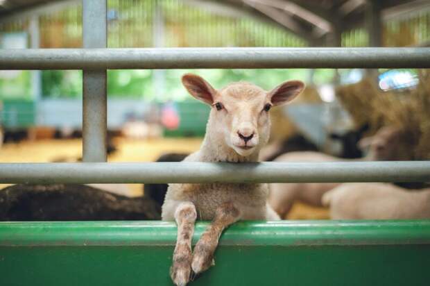 Во Всероссийской выставке овец и коз примет участие более 65 животноводческих хозяйств