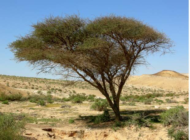Изображение взято с сайта: https://upload.wikimedia.org/wikipedia/commons/b/b4/Acacia_Negev.JPG