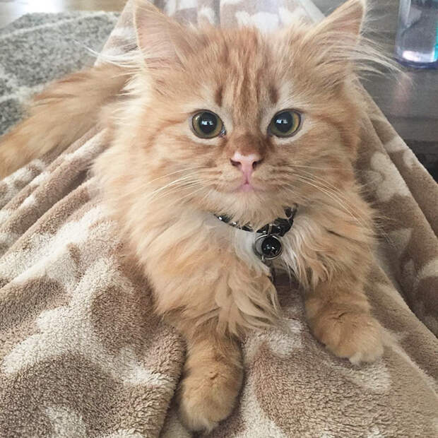 кошка которая не перестает улыбаться