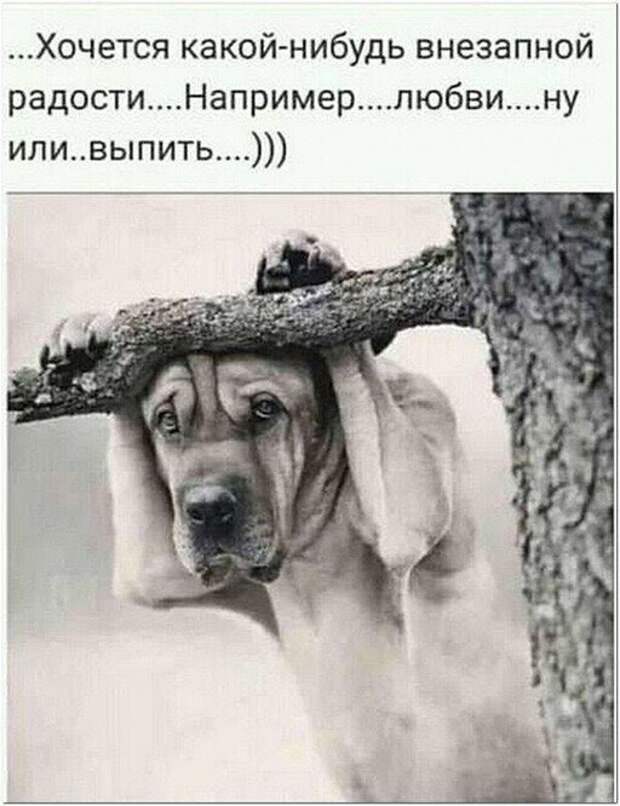 Шутки и мемы про алкоголь после прошедших выходных