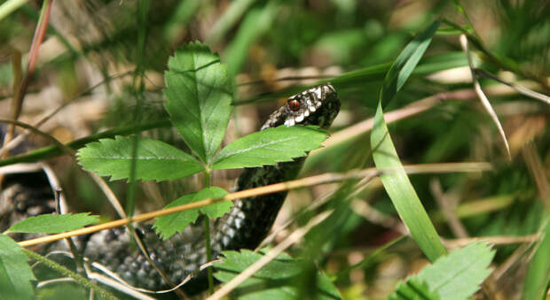 Россиянам назвали время пробуждения змей