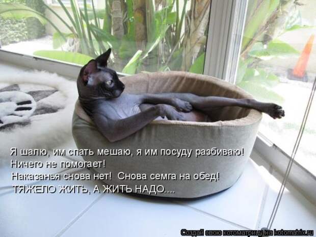 Лучшие котоматрицы недели (50 фото)
