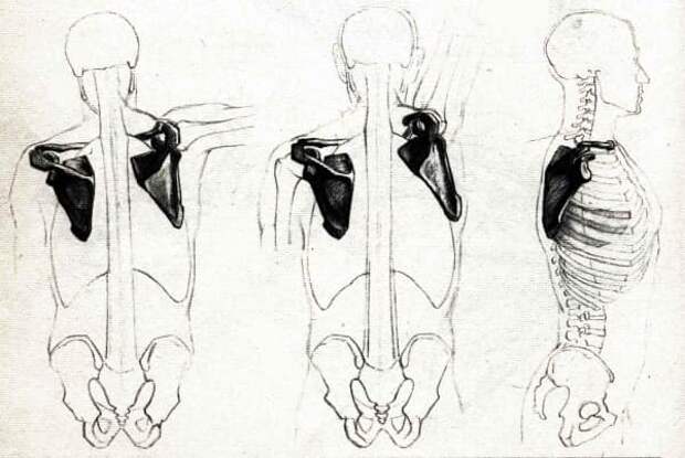 Лопатка руки. Движения лопатки анатомия. Лопатки пластическая анатомия. Движение лопатки и ключицы. Анатомия руки в движении.