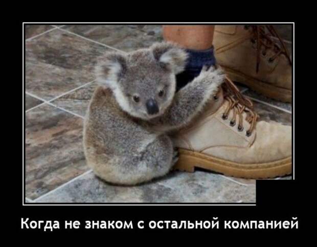 Демотиватор про коалу
