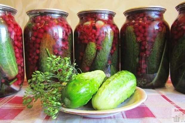 Огурцы с красной смородиной на зиму