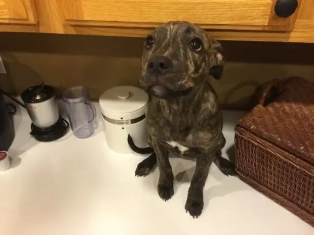 Фото доказательства, которые показывают, что животные на 99 % состоят из любви