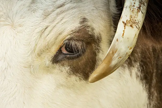 Народные приметы на 27 марта – Венедиктов день: почему нельзя забивать домашний скот