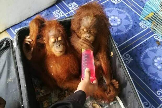 В Таиланде спасли двух детенышей орангутана, которых контрабандист перевозил в чемодане