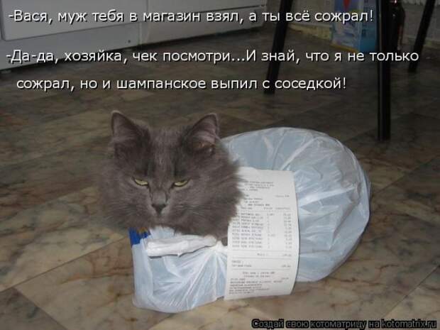 Лучшие котоматрицы недели (50 фото)