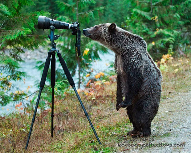 медведь с фотоаппаратом