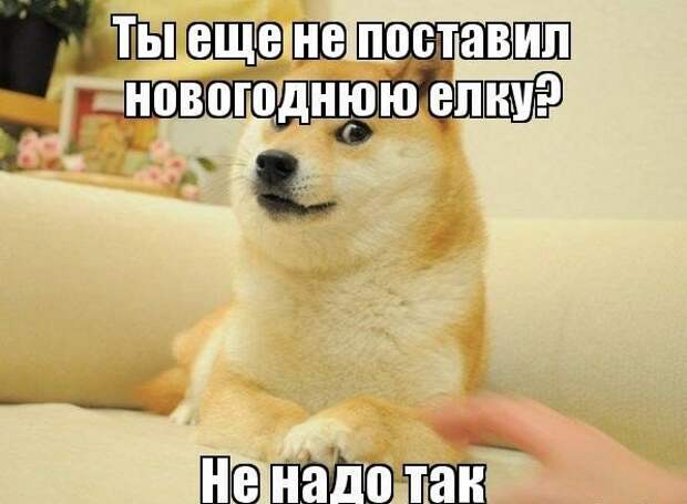 Смешные новогодние фото