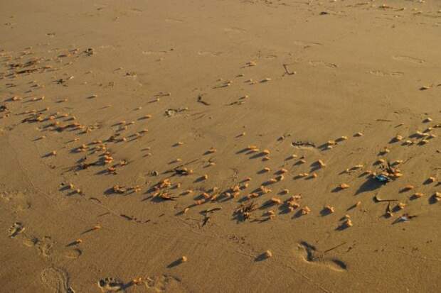 Неведомые существа выползли на песчаный пляж в Калифорнии (8 фото)