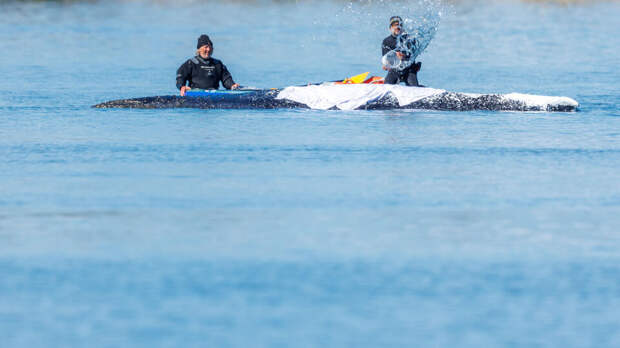 Bild: началась решающая фаза спасения застрявшего кита Тимми в Германии