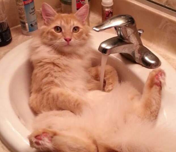 кот любит воду кот в раковине