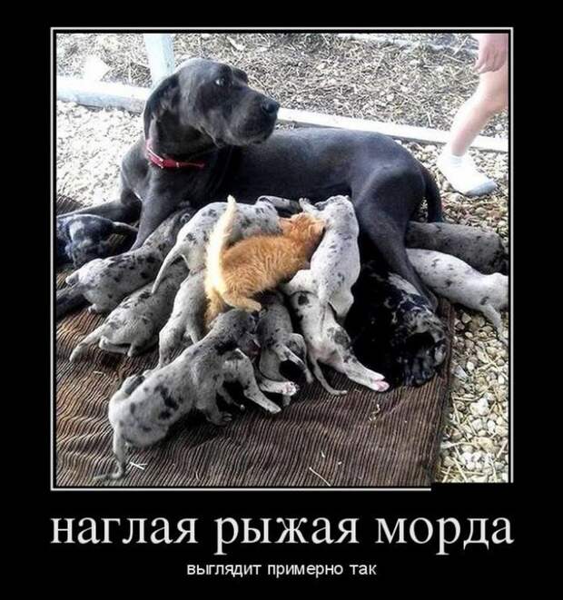 30 демотиваторов в среду