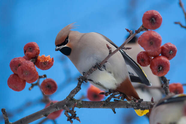 Москвичей предупредили о пьяных птицах