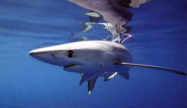 Фото: Большеглазая лисья акула из Красной книги