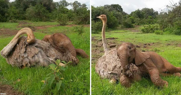 Слон-сирота каждый день обнимает страуса. Он потерял мать, но приобрел друга