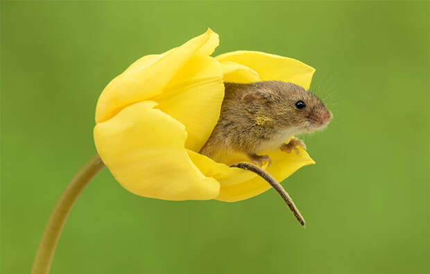 cute-harvest-mice-in-tulips-miles-herbert-13-5ad097e44fd82__700.jpg cute-harvest-mice-in-tulips-miles-herbert-13-5ad097e44fd82__700.jpg