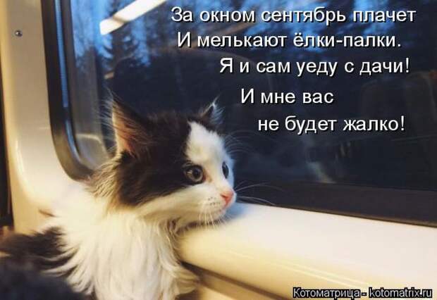 Лучшие котоматрицы недели (50 фото)