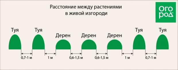 Расстояние между группами растений в живой изгороди