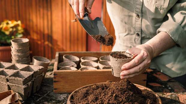 Секреты, советы и гаджеты: когда сажать рассаду в 2026 году и как это правильно делать