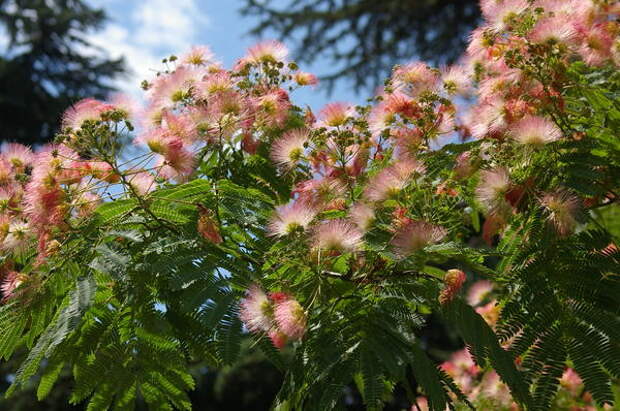 Ажурная крона ленкоранской акации в период цветения (летом), фото автора