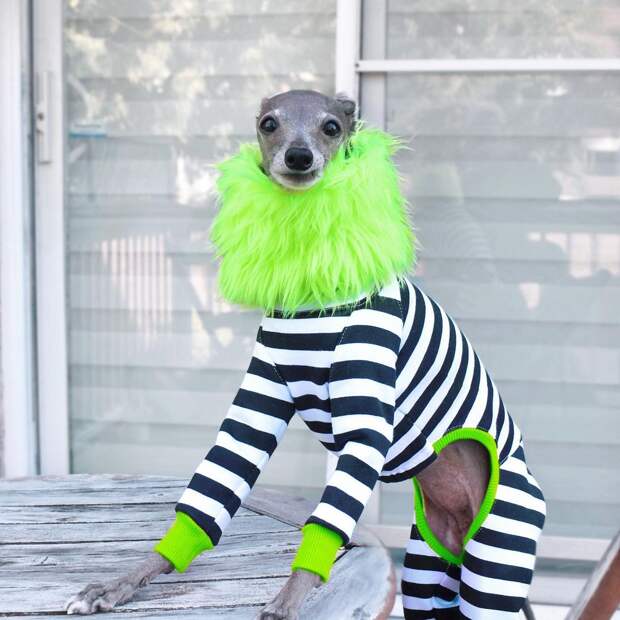 Круче, чем у Кардашьян: как выглядит гардероб самой стильной собаки в «Инстаграме»