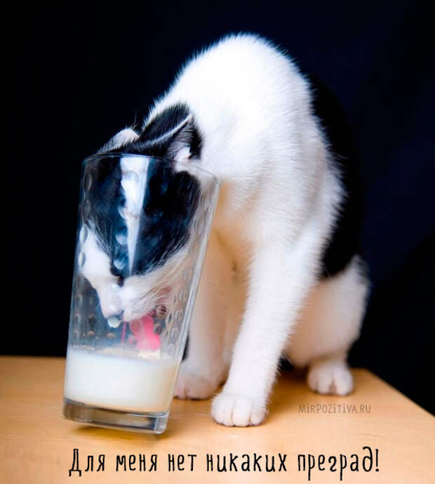 кошка пьет из стакана кошка пьет из стакана