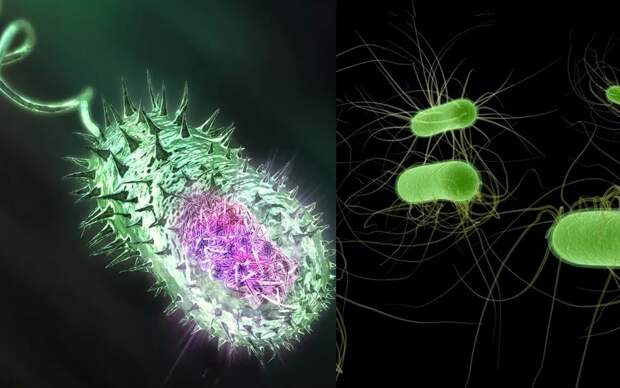 10 самых опасных бактерий