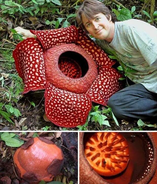 Рафлезия (Rafflesia arnoldii)
