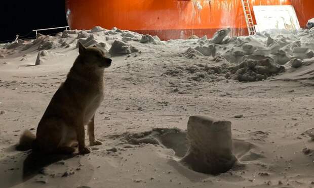 «Его избаловали»: в интернете обсуждают знаменитого пса с ледостойкой платформы «Северный Полюс»