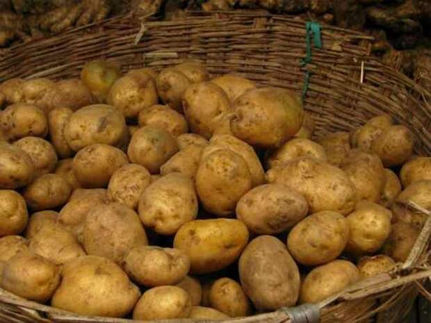 Стипендия картофельной промышленности.