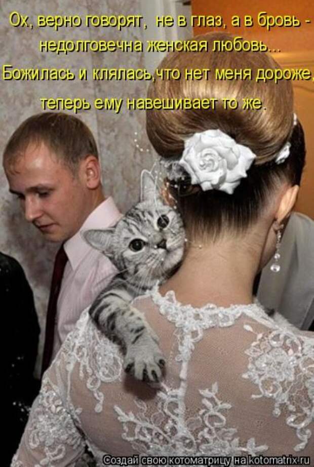 Лучшие котоматрицы недели (50 фото)