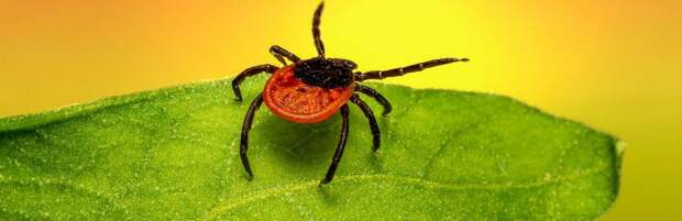 Клещевой энцефалит в Алматы: что важно знать и как защититься