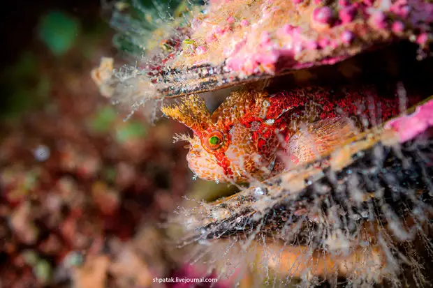 ����������� ������� ����� � ������ ��������