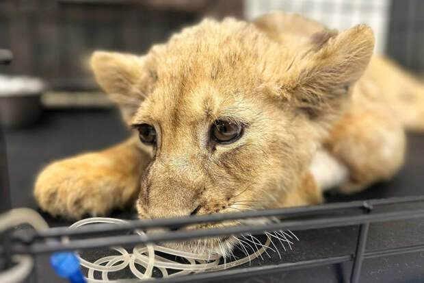 У искалеченной львицы из Москвы-Сити нашли вирусную лейкемию
