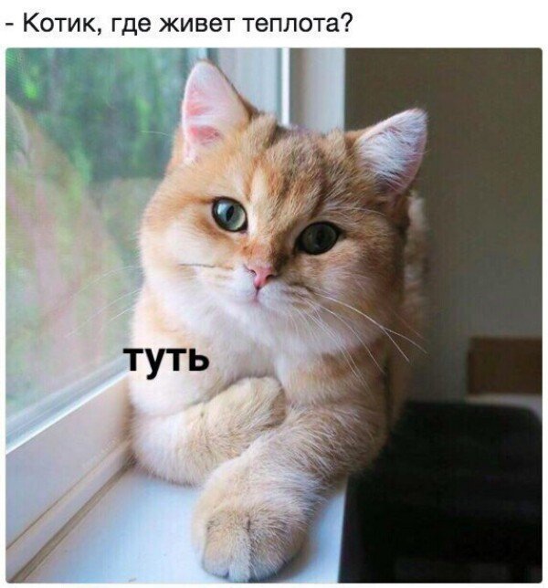 Субботний котопост коты, кошки, приколы с котами., смешные коты
