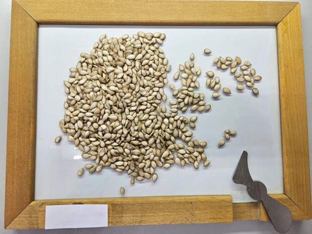 Новый сорт тыквы вывели в Астраханской области