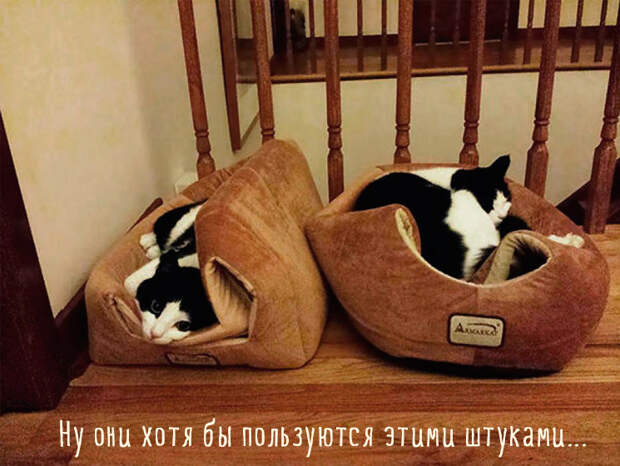 две кошки на лежаках