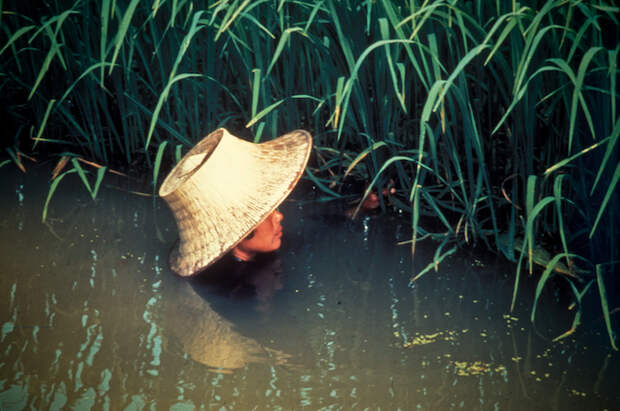 Главная причина насыщения риса мышьяком – вода.