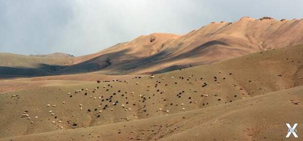 Монгольская полупустыня весной