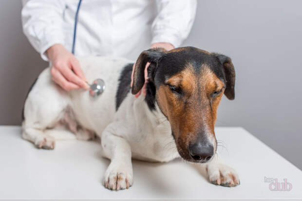 Осложнение после пироплазмоза у собаки может потребовать дополнительного лечения