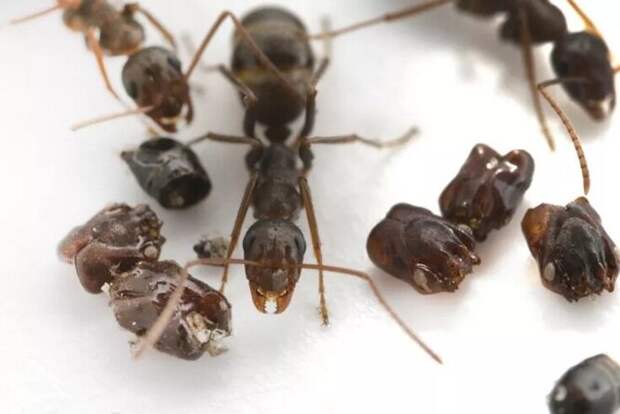 Как воюют муравьи-сорвиголовы