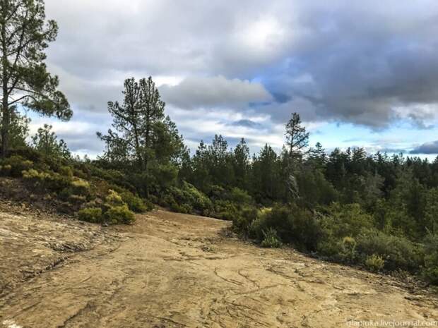 Из первых уст: Заблудиться в трёх секвойях, или Прогулка по парку Big Basin