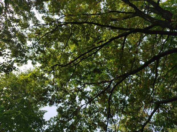 «Жилищник» заменяет сухостойные деревья в Некрасовке