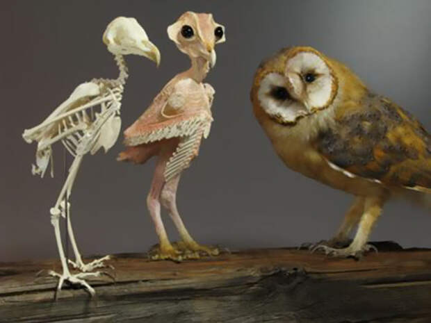 owls-without-feathers-4